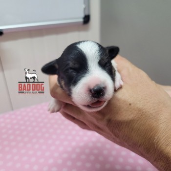 FÊMEA A - RESERVADA