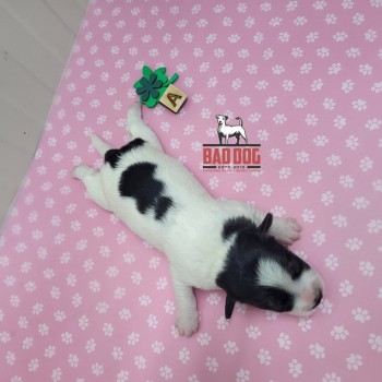 FÊMEA A - RESERVADA