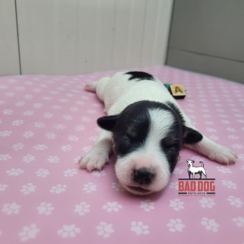 FÊMEA A - RESERVADA