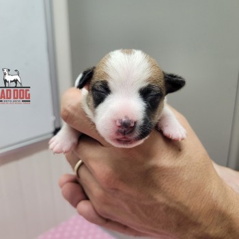 FÊMEA B - RESERVADA