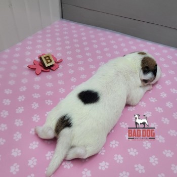 FÊMEA B - RESERVADA