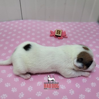 FÊMEA B - RESERVADA