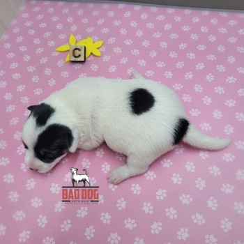 FÊMEA C - RESERVADA