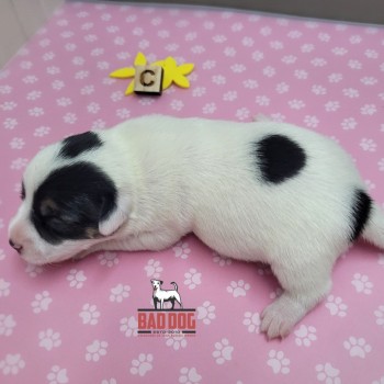 FÊMEA C - RESERVADA