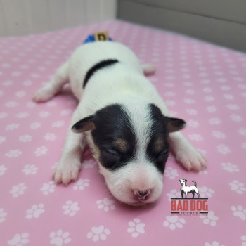 FÊMEA D - RESERVADA