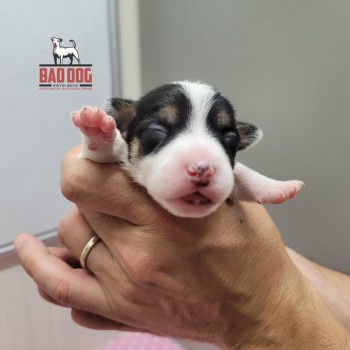 FÊMEA D - RESERVADA