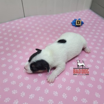 FÊMEA D - RESERVADA