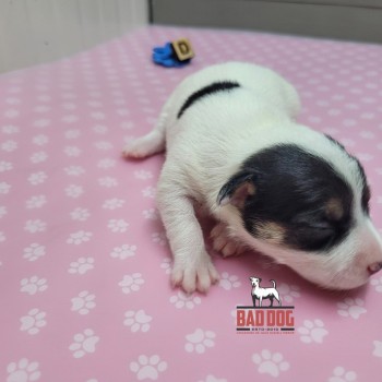 FÊMEA D - RESERVADA