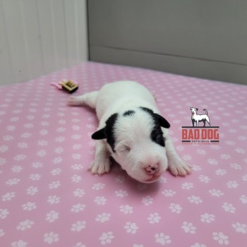 FÊMEA E - RESERVADA