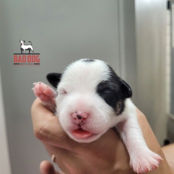 FÊMEA E - RESERVADA