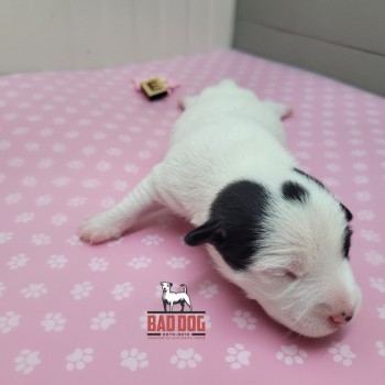 FÊMEA E - RESERVADA