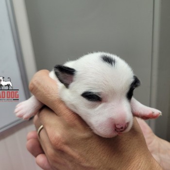 FÊMEA F - RESERVADA