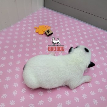 FÊMEA F - RESERVADA